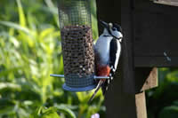 Goldfinches Feeding